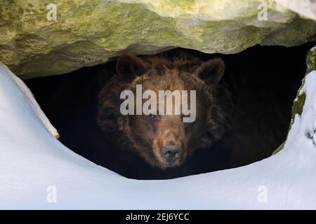 Orso bruno (Ursus arctos) si affaccia fuori dalla sua tana nel bosco sotto un grande roccia in inverno Foto Stock