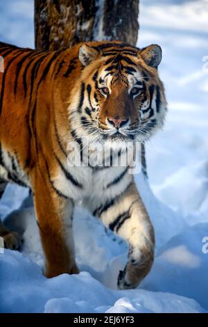 Bella da vicino tigre siberiana selvaggia sulla neve Foto Stock