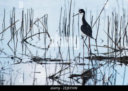 Uno stilt a collo nero (Himantopus mexicanus) che si sveglia tra canne in una zona umida nella riserva del fiume Cosumnes nella California settentrionale. Foto Stock