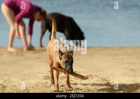 Il cane sta tenendo un bastone di legno in bocca sulla spiaggia di sabbia. Ritratto di Pastore Belga su sfondo sfocato. Foto Stock