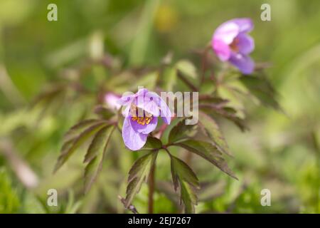 Anemone di legno (Anemone nemorosa 'caerulea') forma rosa coltivata Foto Stock