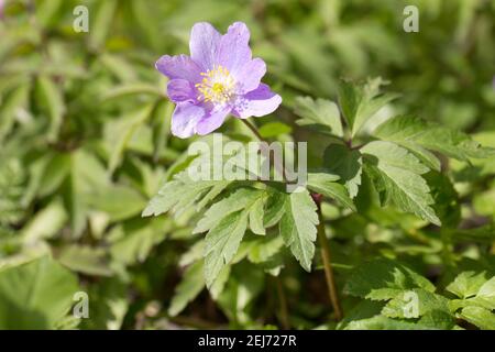 Anemone di legno (Anemone nemorosa 'caerulea') forma rosa coltivata Foto Stock