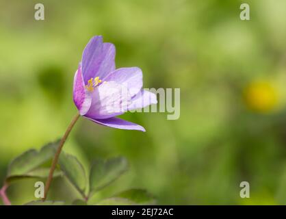 Anemone di legno (Anemone nemorosa 'caerulea') forma rosa coltivata Foto Stock