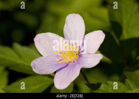 Anemone di legno (Anemone nemorosa 'caerulea') forma rosa coltivata Foto Stock