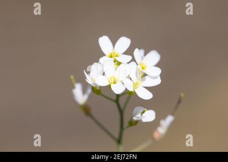 Tress mouse-orecchio (Arabidopsis thaliana) Foto Stock