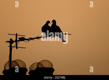 Due piccioni in legno in silhouette condividono un'antenna TV contro un cielo arancione da sera in primavera, Londra, Regno Unito Foto Stock