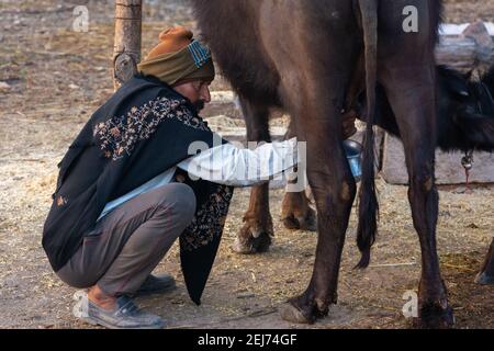 TIKAMGARH, MADHYA PRADESH, INDIA - 17 FEBBRAIO 2021: Milkman mungendo il suo bufalo. Foto Stock