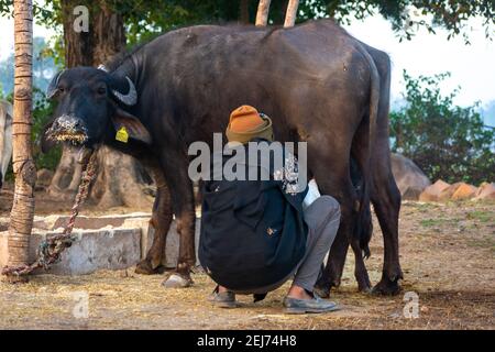 TIKAMGARH, MADHYA PRADESH, INDIA - 17 FEBBRAIO 2021: Milkman mungendo il suo bufalo. Foto Stock