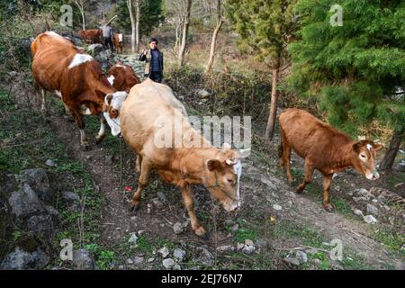 (210222) -- QIANXI, 22 febbraio 2021 (Xinhua) -- Yang Kaiji del gruppo etnico di Miao ritorna con bestiame pasturato nel villaggio di Huawu, nella contea di Qianxi di Bijie City, nella provincia di Guizhou nella Cina sud-occidentale, 20 febbraio 2021. Situato nella profonda area montagnosa di Xinren Miao Township di Guizhou, Huawu Village è famoso per i suoi paesaggi incredibili. Negli ultimi anni, con gli sforzi del governo locale, il villaggio sviluppa la piantagione, la coltivazione e il turismo mentre delocalizza le persone colpite dalla povertà. Al giorno d'oggi Huawu ha assunto un nuovo look nel nuovo anno, con vari settori che salutano un boom di sviluppo. (Xinhu Foto Stock