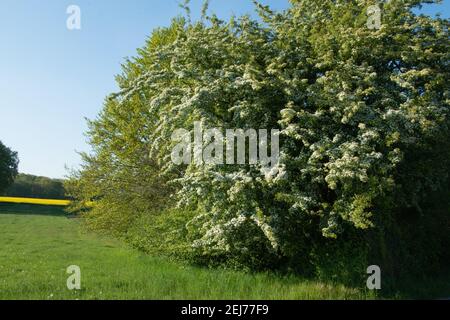 Una siepe di biancospino fiorito, Crataegus monogyna, in primavera. Le siepi di biancospino sono facili da curare, dense, robuste e di alto valore ecologico. Foto Stock