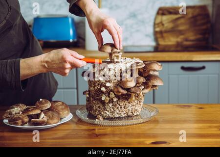 Usando il coltello per raccogliere i funghi Shiitake tagliati, Lentinula edodes che cresce in cucina domestica. Coltivare il vostro proprio cibo, concetto di giardino interno. Foto Stock