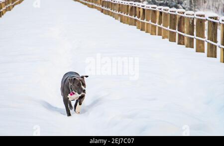 cane animale domestico che corre attraverso la diga del serbatoio in inverno Foto Stock