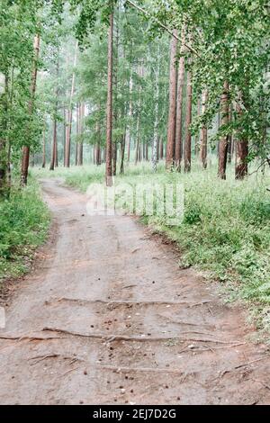 Strada di terra attraverso fitta taiga selvaggia, tiro verticale Foto Stock