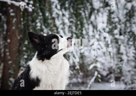 Profilo laterale dell'adorabile Border Collie nel Giardino d'Inverno. Cane bianco e nero guardando in su durante il giorno freddo. Foto Stock