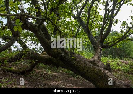 Quercia (quercus), appiattita dalla Grande tempesta del 1987, ma ancora viva e in crescita nel 2020: Alver Valley, Gosport, Hampshire, UK Foto Stock