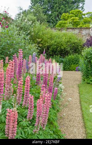 Giardini a Rousham House, Oxfordshire, Regno Unito; confine fiorito con lupini, lupin. Foto Stock