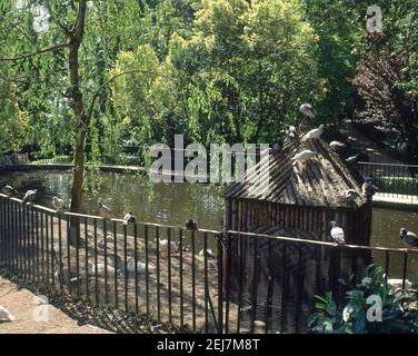 ESTANQUE Y CASETA CON PATOS Y PALOMAS. LOCALITÀ: PARQUE DE LA FUENTE DEL BERRO. MADRID. SPAGNA. Foto Stock