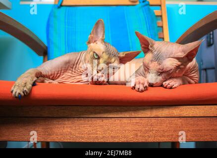 Due gatti di sphynx canadesi che prendono il sole in una posa divertente, adagiati insieme su una sedia arancione. Bellissimi gatti calvo in un ambiente accogliente casa. Felice e cal Foto Stock