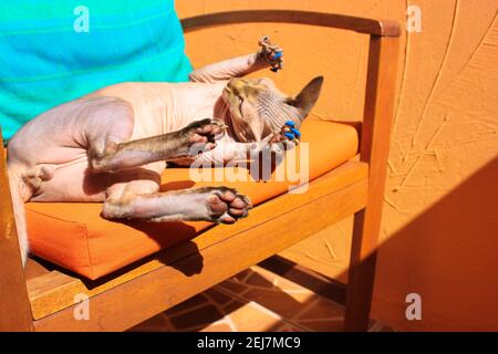 Un gatto canadese di sphynx con le cialde blu anti-graffio prendere il sole in una posa divertente, sdraiato su una sedia arancione. Bel gatto calvo sdraiato sulla schiena con Foto Stock