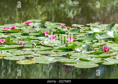 Rosa ninfee in uno stagno Foto Stock