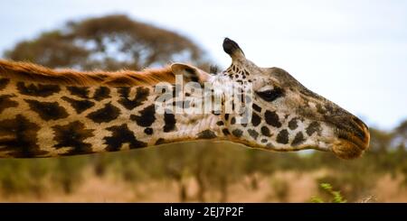 vista della girafe nella natura selvaggia Foto Stock