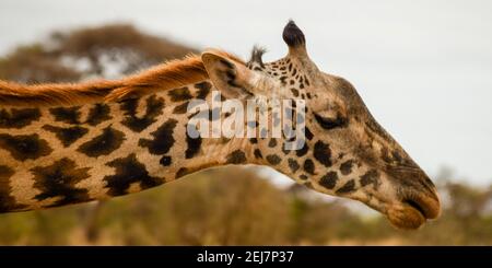 vista della girafe nella natura selvaggia Foto Stock