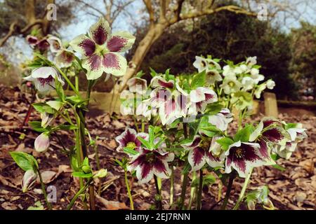 Hellebores, "Helleborus hybridus" o rosa lenten, in fiore, con macchie bianche e viola Foto Stock