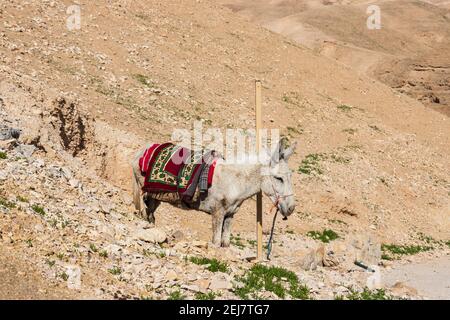 Un asino in una coperta festosa nelle montagne sabbiose del deserto della Giudea. Israele Foto Stock