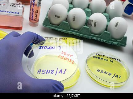 Nuovo ceppo H5N8 di influenza aviaria diffuso negli esseri umani, scienziato con uovo infetto, immagine concettuale Foto Stock