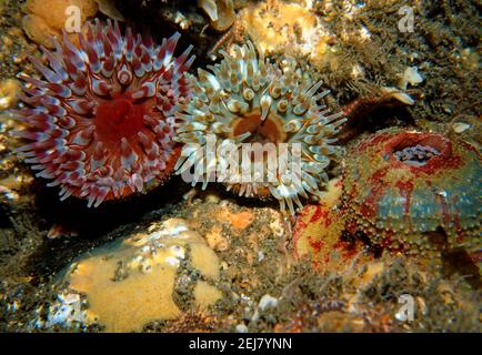 Anemone di Dahlia (Urticina felina) gruppo di tre, due con tentacoli aperti e uno con tentacoli retratti, UK. Foto Stock