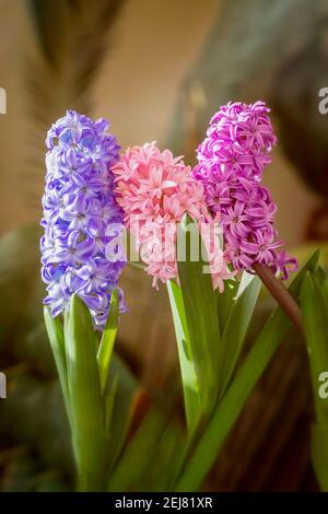 Giacinti colorati primo piano, fiori di Pasqua tradizionali, profumo regalo. Bouquet di colore misto. Sfondo verticale Foto Stock