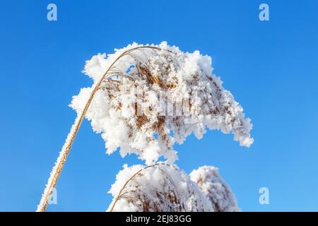 Incredibile pampas erba nella neve su cielo blu d'inverno. Temperature di congelamento elevate, clima freddo e gelo in natura. Erba coperta di neve. Foto Stock