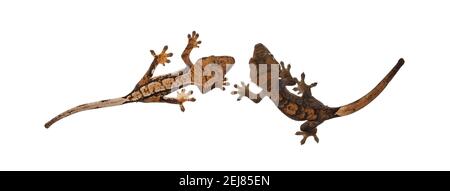 Vista dall'alto di due Gecko Crested aka Correlophus ciliatus. In piedi su una superficie bianca. Isolato su sfondo bianco. Foto Stock