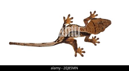 Vista dall'alto di Crested Gecko aka Correlophus ciliatus. In piedi su una superficie bianca. Isolato su sfondo bianco. Foto Stock