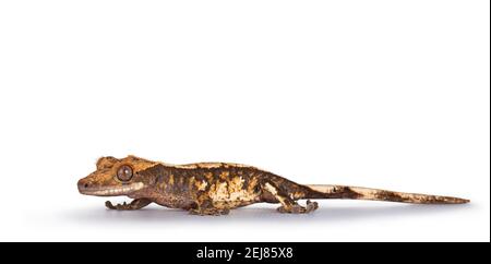 Livello oculare di giallo marrone macchiato Gecko aka Correlophus ciliatus. Camminando lungo le strade laterali guardando dritto. Isolato su sfondo bianco. Foto Stock