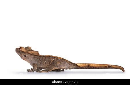 Livello dell'occhio di grigio grigiastro geco crestato aka Correlophus ciliatus. In piedi in senso laterale con la testa rivolta verso la parte posteriore. Isolato su sfondo bianco. Foto Stock