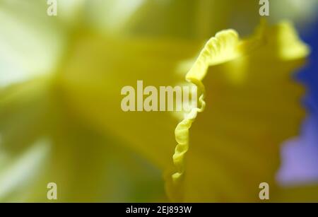 astratto fiore giallo di daffodil in giardino inglese Foto Stock