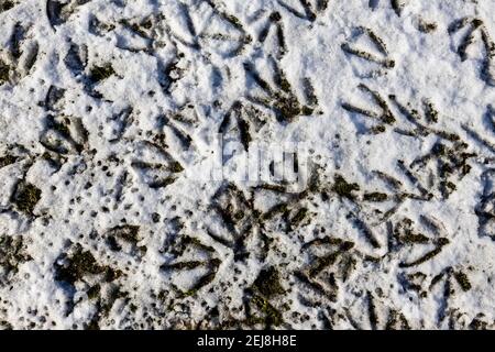 Numerose impronte di uccelli di oche canadesi (Branta canadensis) in neve morbida a terra in una giornata innevata in inverno, Surrey, Inghilterra sud-orientale Foto Stock