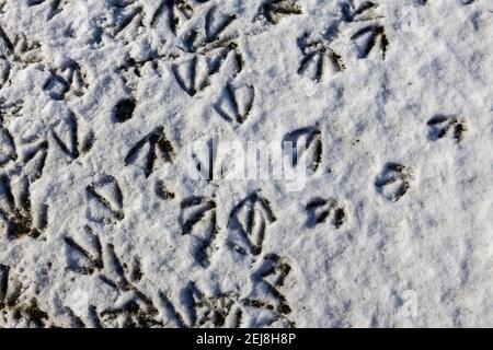 Numerose impronte di uccelli di oche canadesi (Branta canadensis) in neve morbida a terra in una giornata innevata in inverno, Surrey, Inghilterra sud-orientale Foto Stock