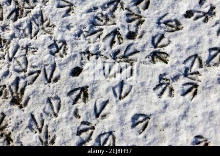 Numerose impronte di uccelli di oche canadesi (Branta canadensis) in neve morbida a terra in una giornata innevata in inverno, Surrey, Inghilterra sud-orientale Foto Stock