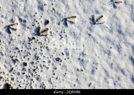 Numerose impronte di uccelli di oche canadesi (Branta canadensis) in neve morbida a terra in una giornata innevata in inverno, Surrey, Inghilterra sud-orientale Foto Stock