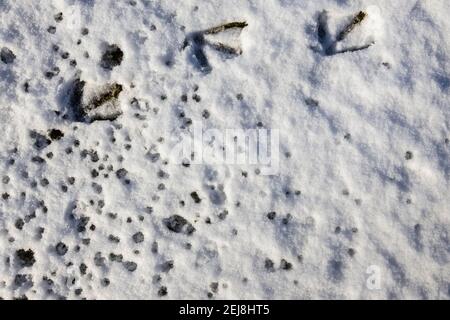 Numerose impronte di uccelli di oche canadesi (Branta canadensis) in neve morbida a terra in una giornata innevata in inverno, Surrey, Inghilterra sud-orientale Foto Stock