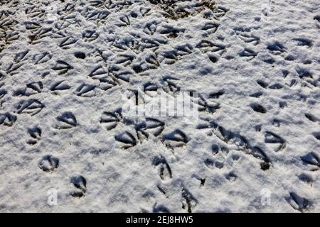 Numerose impronte di uccelli di oche canadesi (Branta canadensis) in neve morbida a terra in una giornata innevata in inverno, Surrey, Inghilterra sud-orientale Foto Stock