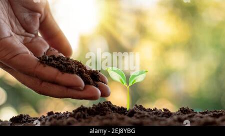 Albero piantando e piantando alberi, compreso piantando alberi da coltivatori a mano, idee di crescita di pianta. Foto Stock