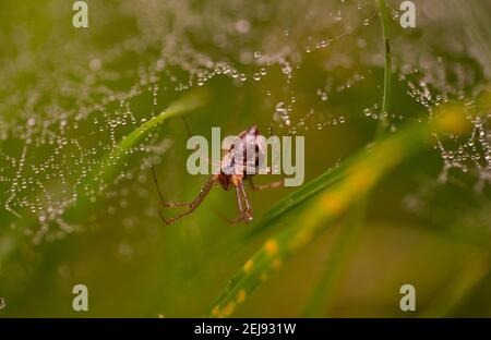 Primo piano di un ragno in spiderweb Foto Stock