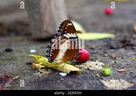 Farfalla d'uovo varia (Hypolimnas bolina) Foto Stock