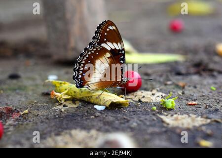 Farfalla d'uovo varia (Hypolimnas bolina) Foto Stock