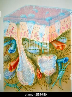 Bronco, disegno Foto Stock