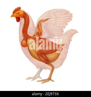 Hen anatomia, disegno Foto Stock