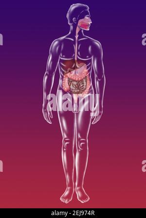 Sistema digestivo, illustrazione Foto Stock